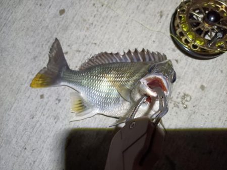 2023/05/25 南港ヘチ釣り釣行