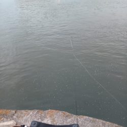 2023/05/26 大阪市内河川 稚鮎釣り