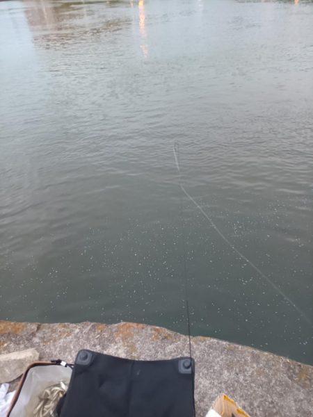 2023/05/26 大阪市内河川 稚鮎釣り