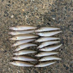 今シーズン初キス釣り