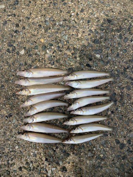 今シーズン初キス釣り