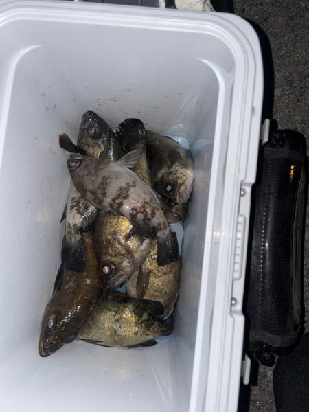 メバルの煮付けが食べたくて！