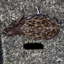 G7よりシャクリ隊