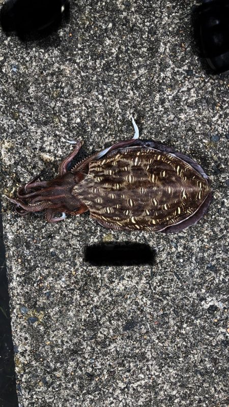 G7よりシャクリ隊