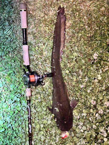 ナマズ釣り！！