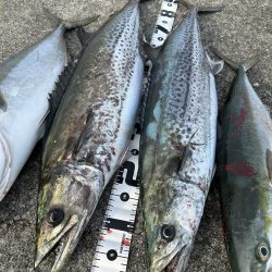 今年初のサワラ