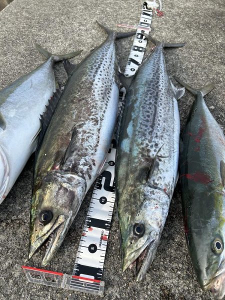 今年初のサワラ