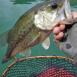 プリスポーンダイナマイト！