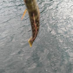 煙樹ヶ浜、ショアジギ