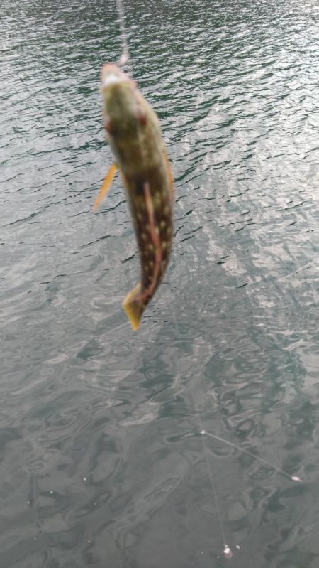 煙樹ヶ浜、ショアジギ