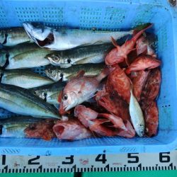 泉州丸　釣果