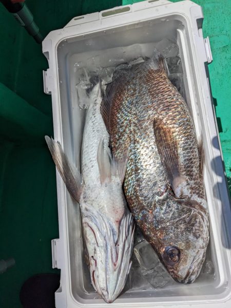 今日もクログチ（泉州丸）