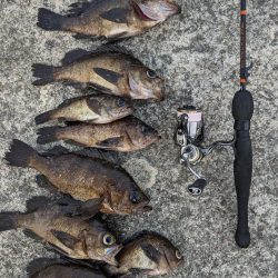 日中メバリング