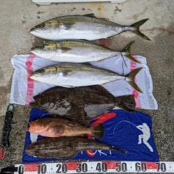 ヒラメリベンジ（サウス）