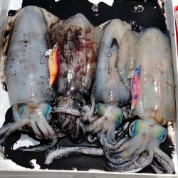 ちょっと早めのボートエギング