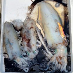 2週間振りボートエギング釣行