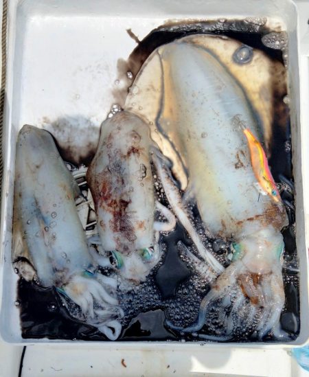 2週間振りボートエギング釣行