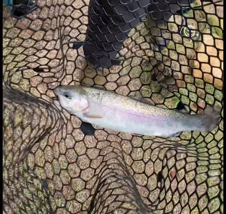 激シブ雨トラウト