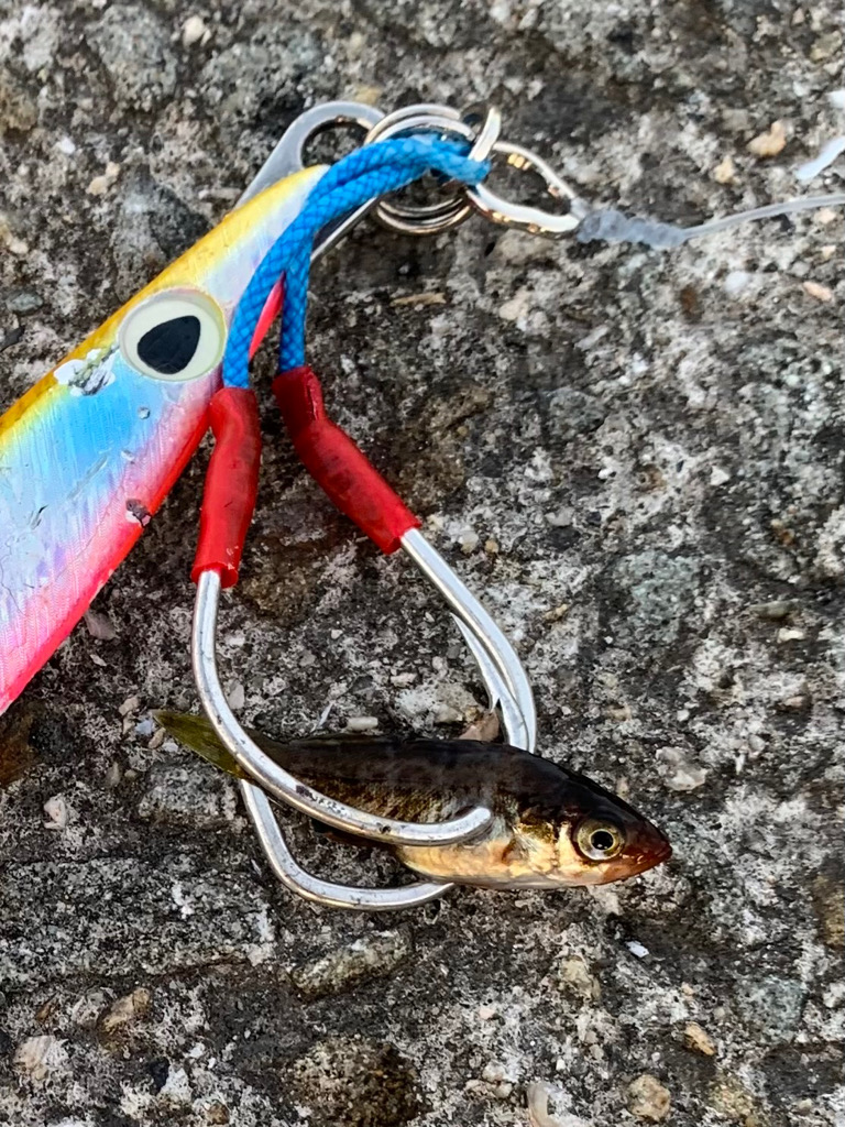 やっとのハマチ