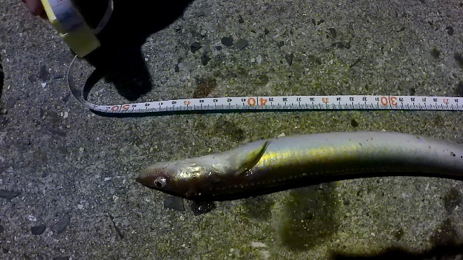 チョイ投げでデカカレイ！