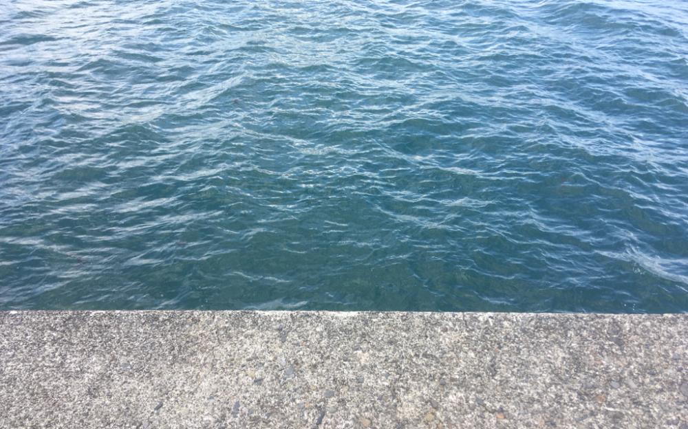 遠いアオリイカ