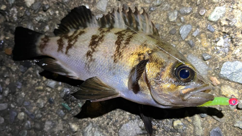 風＋大荒れの海