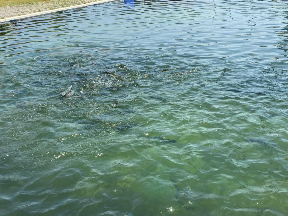 かめプー　魚はまだ沢山います。