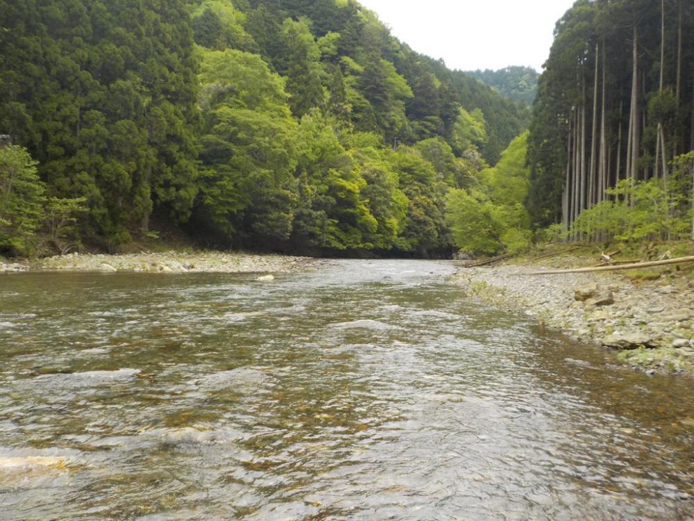 美山アマゴ釣行第4戦
