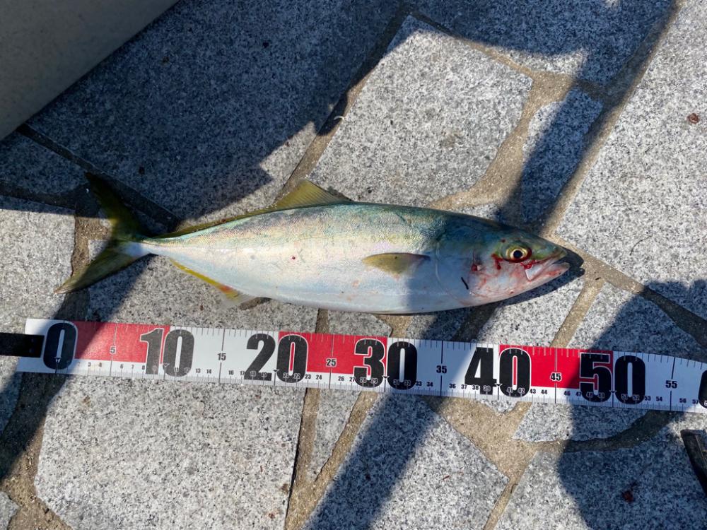 初ブリキャッチ！