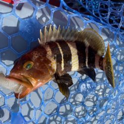 一つテンヤで多魚種