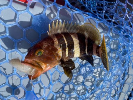 一つテンヤで多魚種