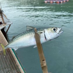 小島養魚場で中サバ！