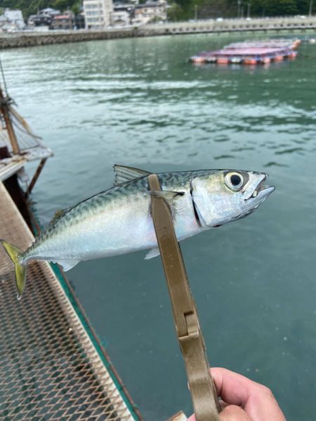 小島養魚場で中サバ！