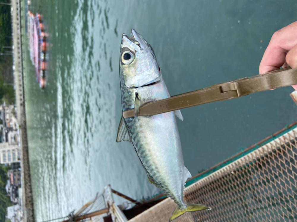 小島養魚場で中サバ！