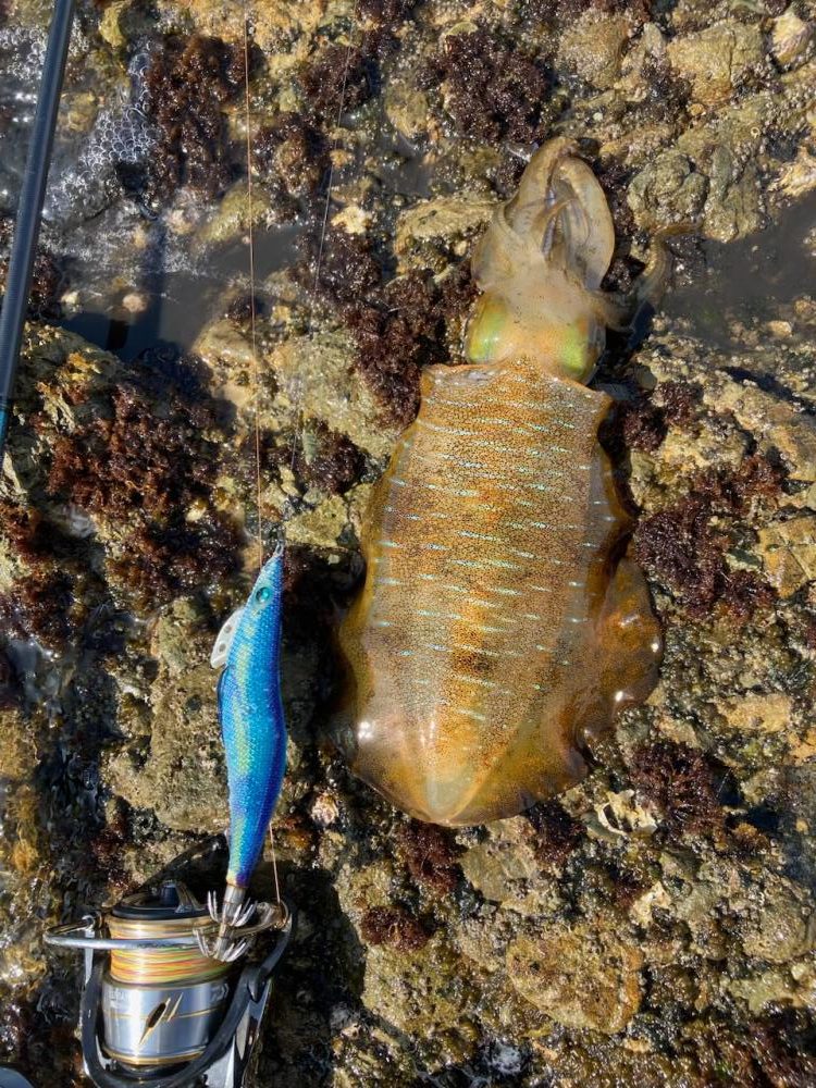 え！もう夏イカ　春イカどこ行ったー