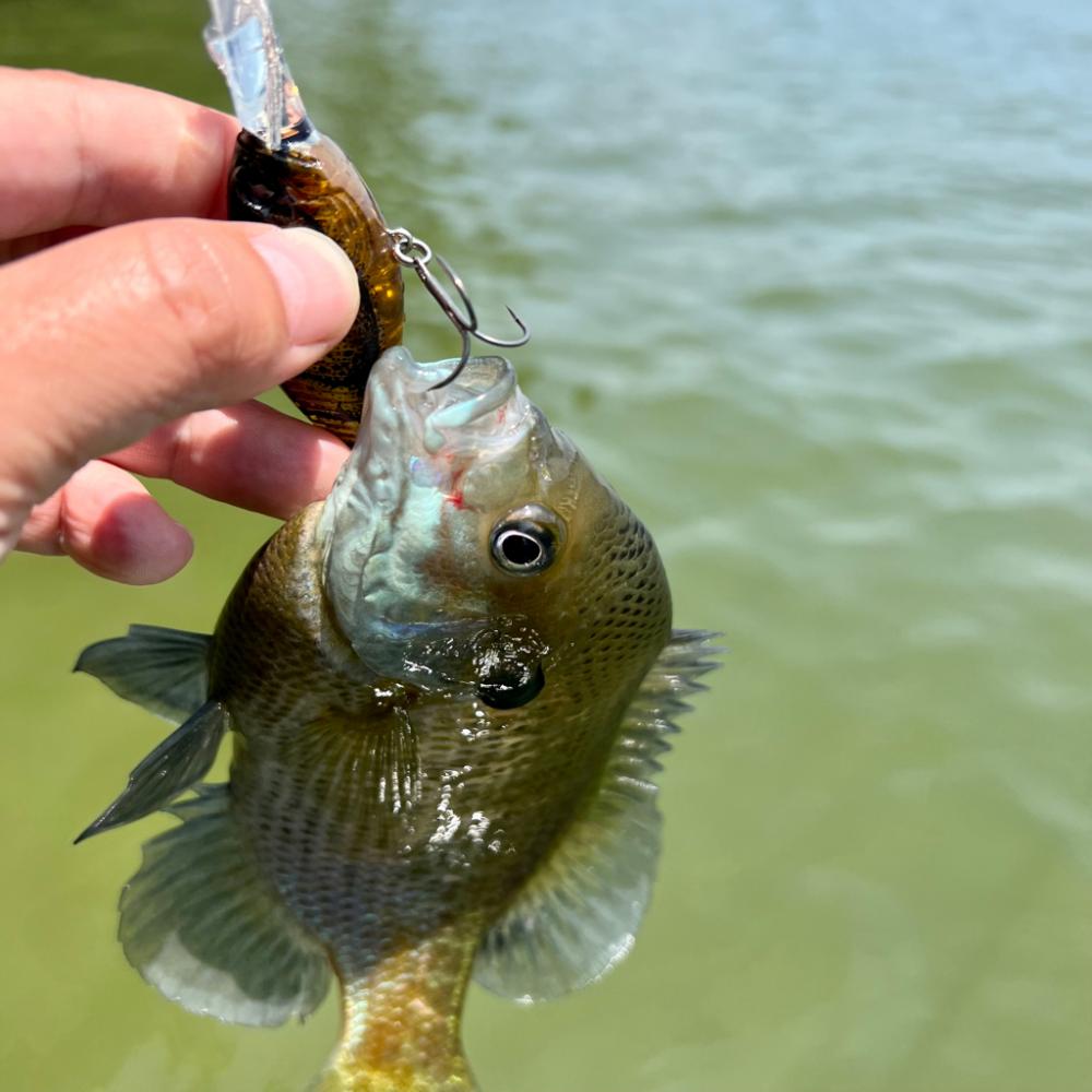 シャローフラット⚡️