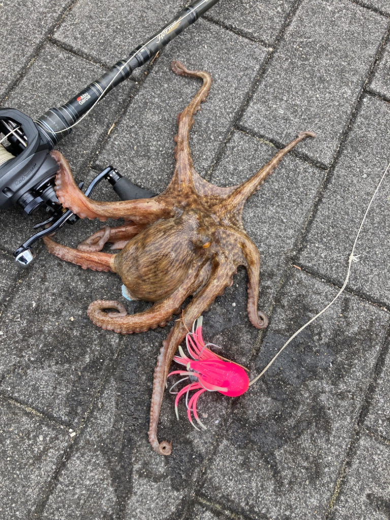 湾奥蛸散歩。4杯。。