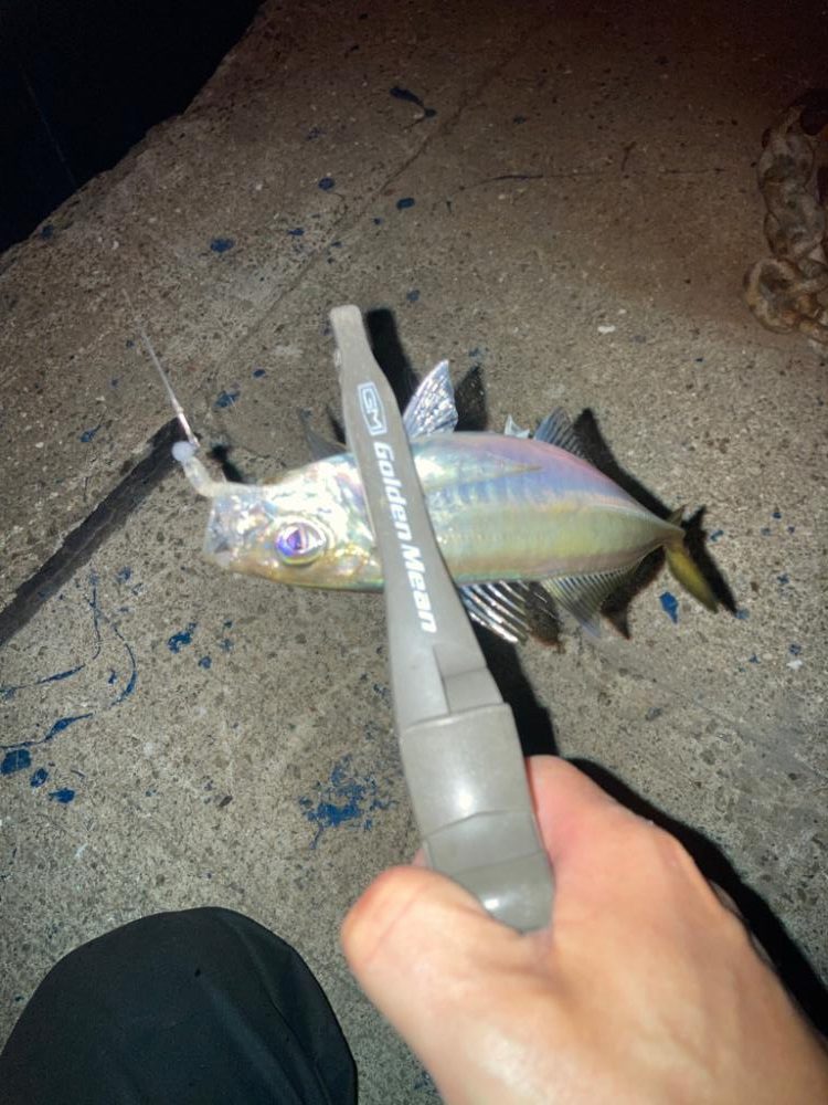 雨前の大潮アジング