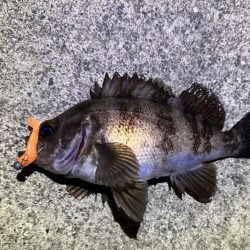 夜の常夜灯は楽しい！