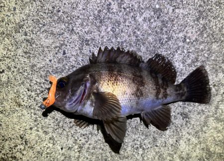 夜の常夜灯は楽しい！