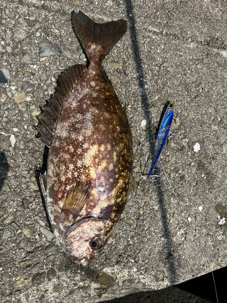 エギング絶好調