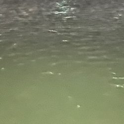 ジグ単deアジング！微妙…