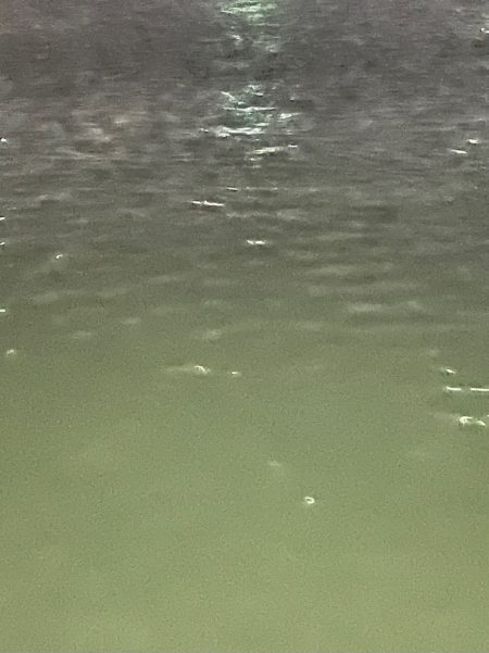 ジグ単deアジング！微妙…