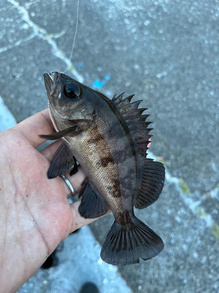 四日市、根魚祭り+1