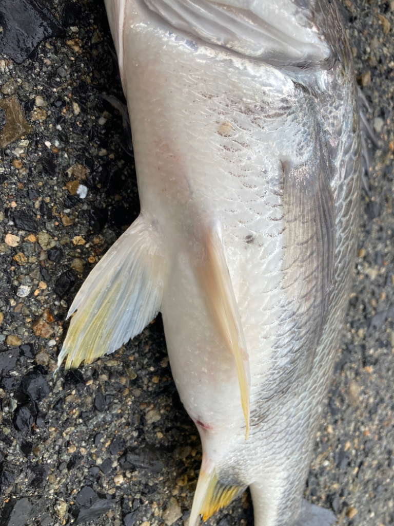 雨の日にチヌ乱舞