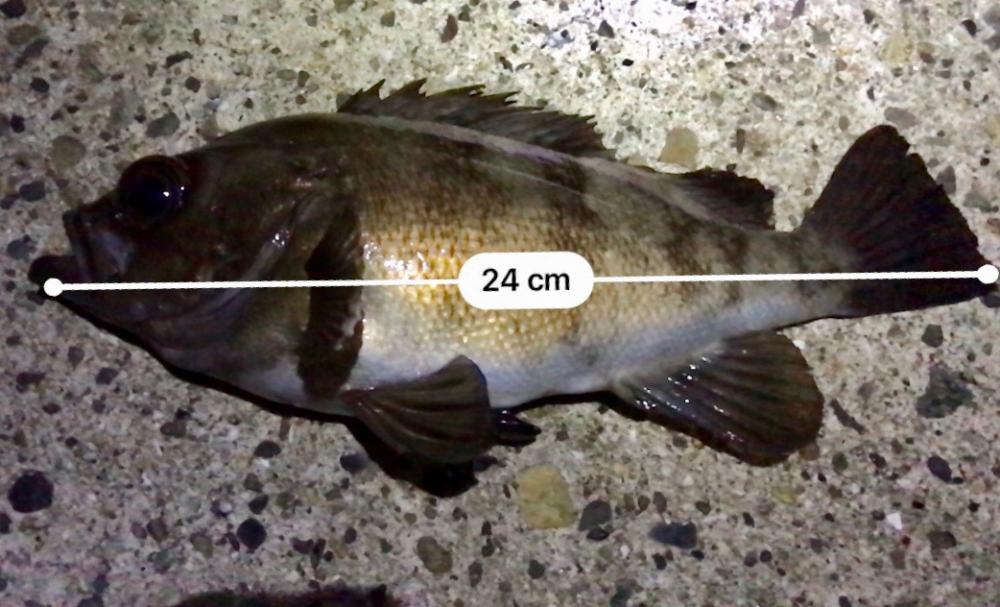 フロートメバリング