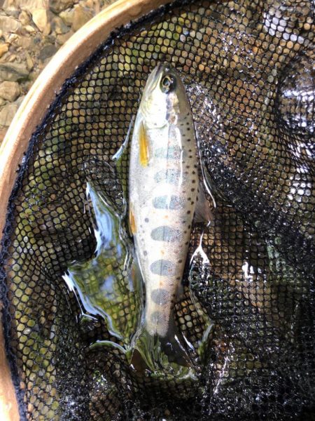 今年2回目　渓流ルアー