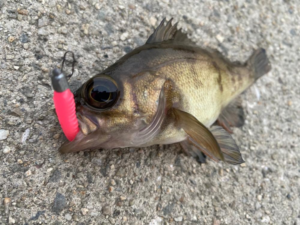 ショアジギ坊主祭り