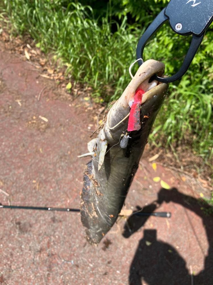 コロネット2でジカリグナマズ釣り