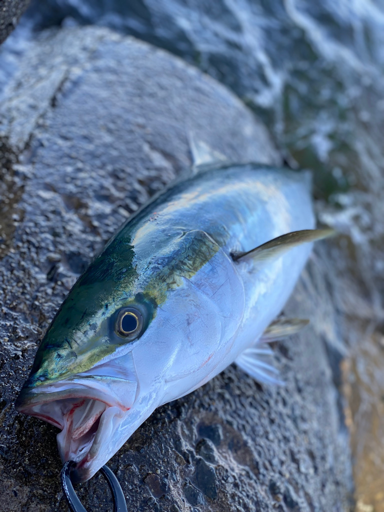 朝イチ青物チャレンジ